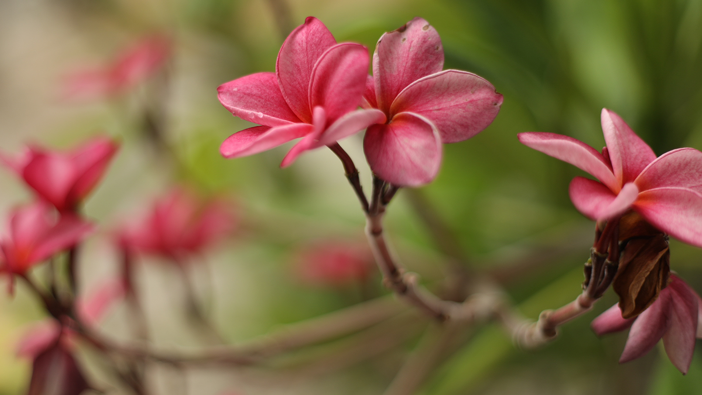 Psilocybin_Rec Psilocybin_Rec